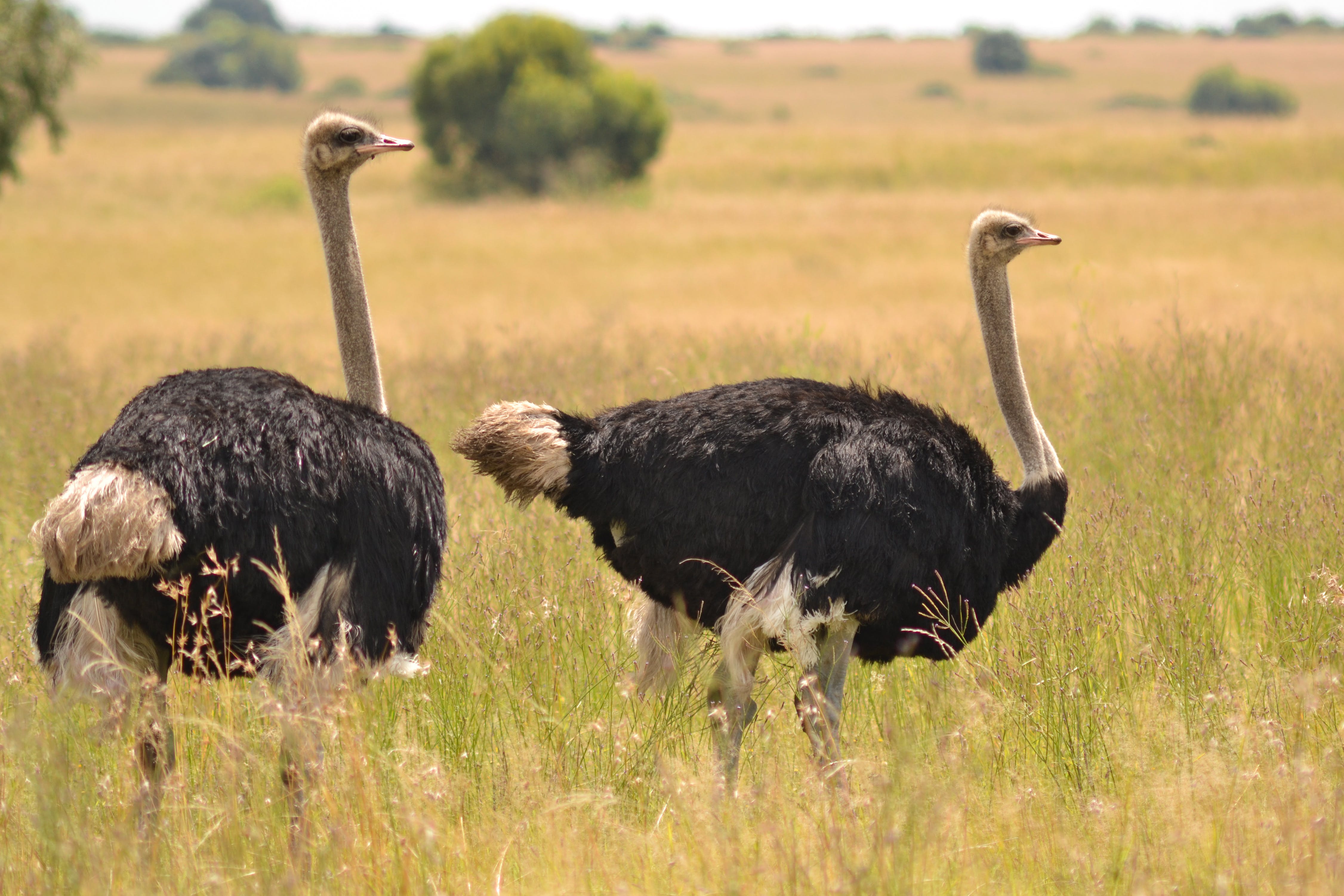 ostriches (1)