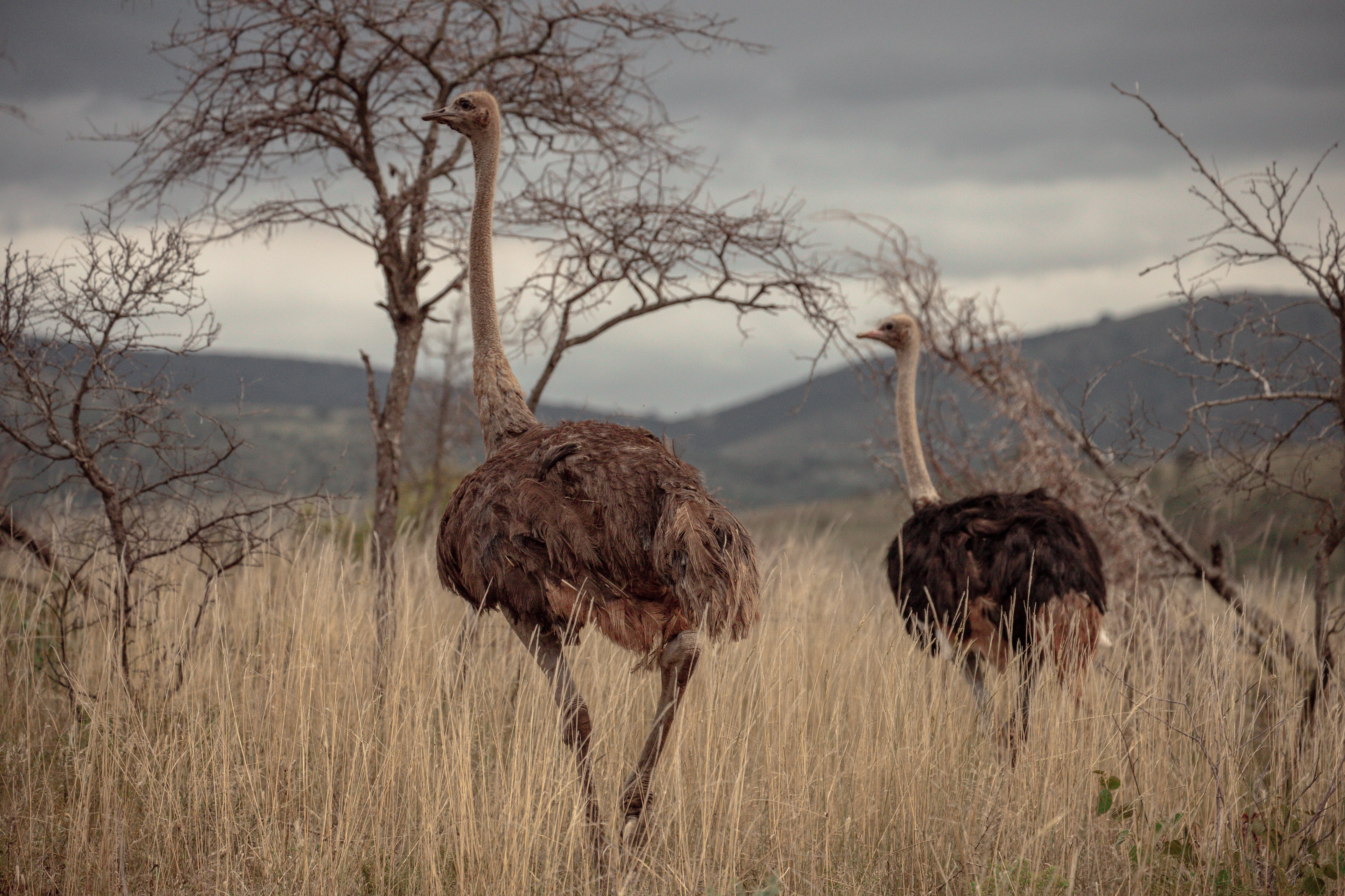ostriches (2)